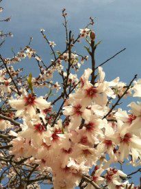 Mandelbluete.jpg Mandelbluete.jpg