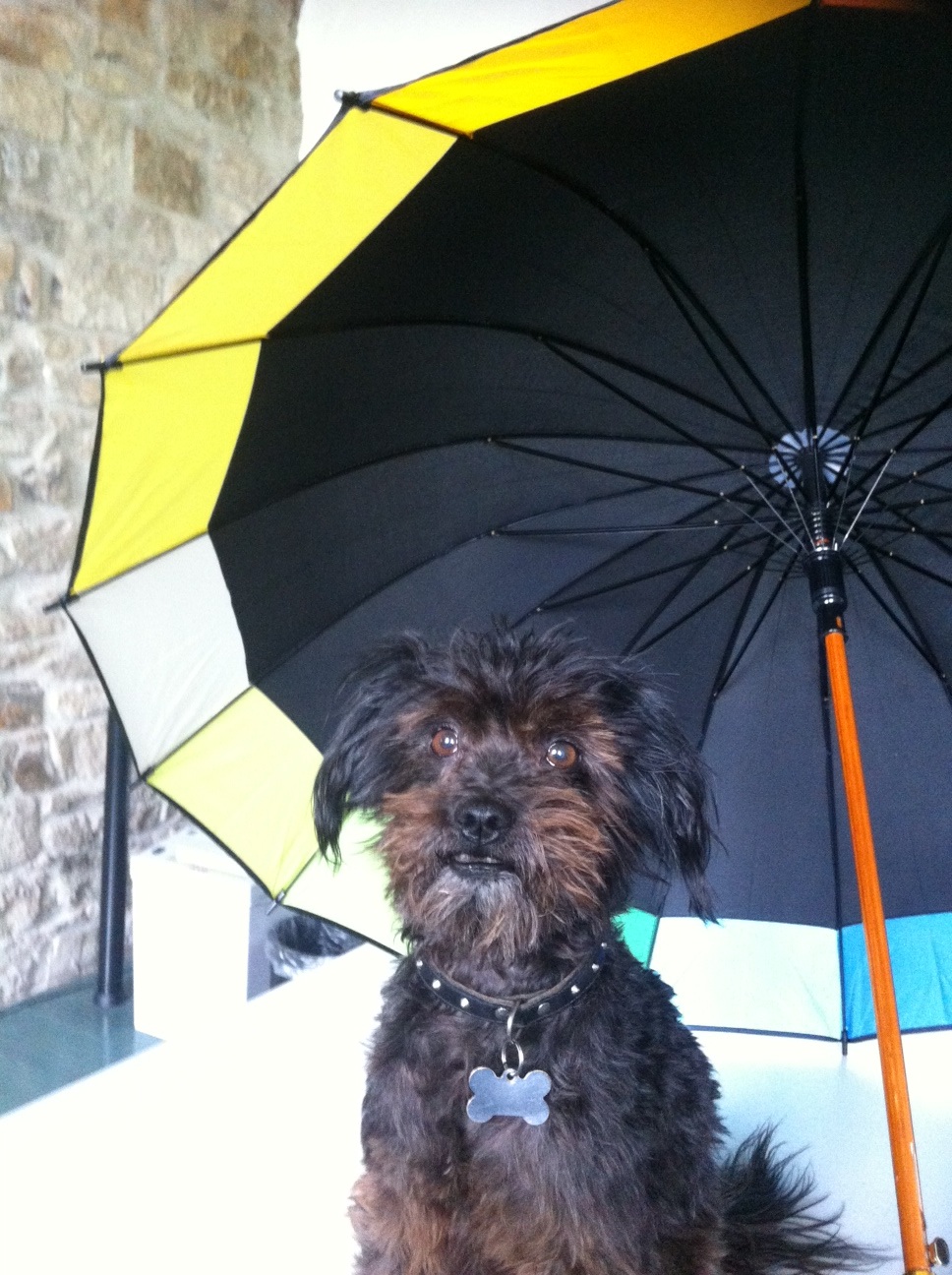 Sunny mit Schirm.jpg Sunny mit Schirm.jpg