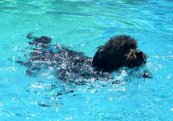 pool Tagebuch.jpg pool Tagebuch.jpg