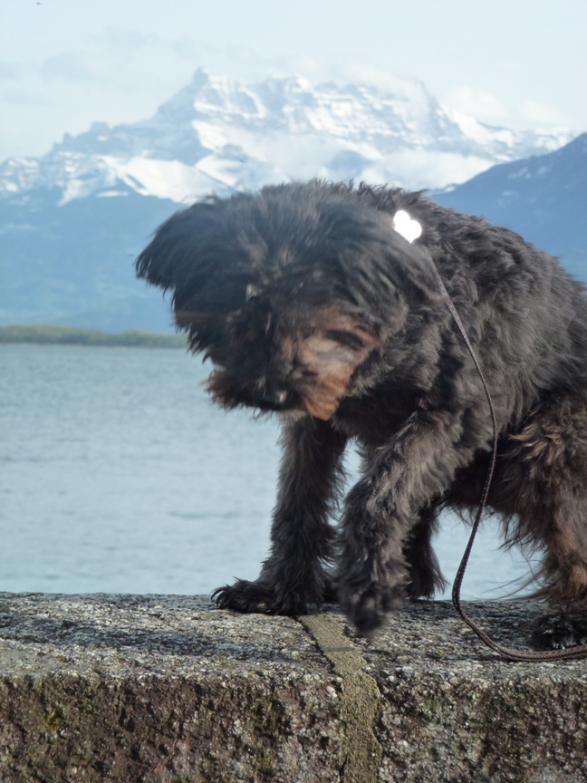 schweiz_2.JPG schweiz_2.JPG